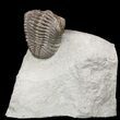 Detailed Eldredgeops Trilobite - Ohio #53307-1